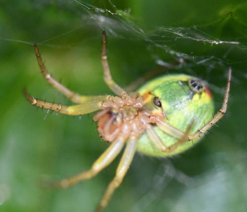 Araniella opisthographa